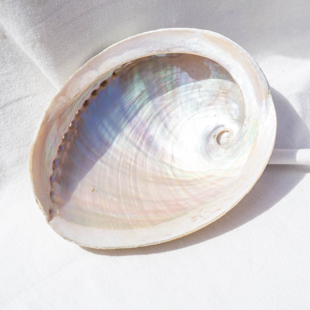 Albourne Shell Abalone Shell White Western Australia – Northern Sky