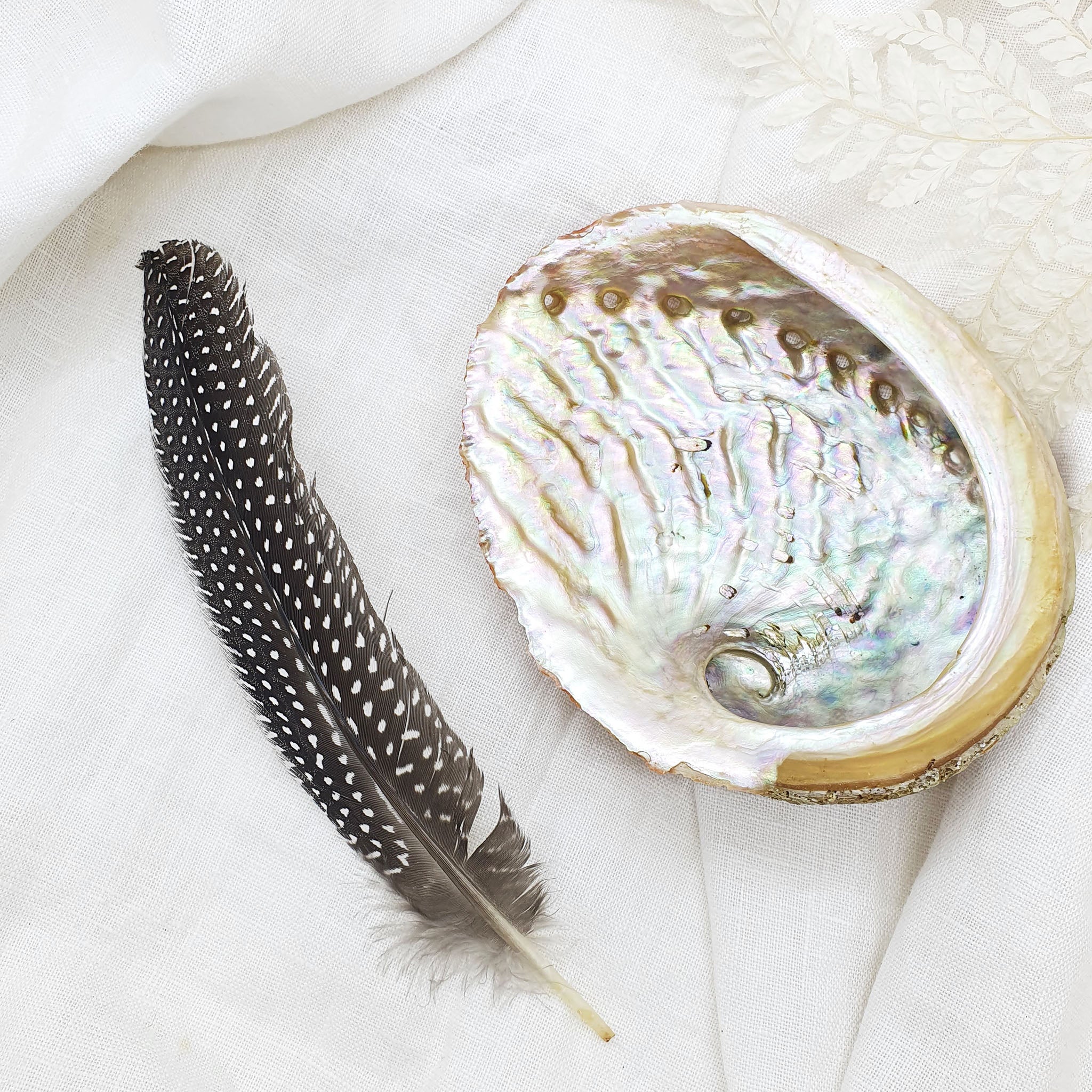 feather and abalone shell for smudging